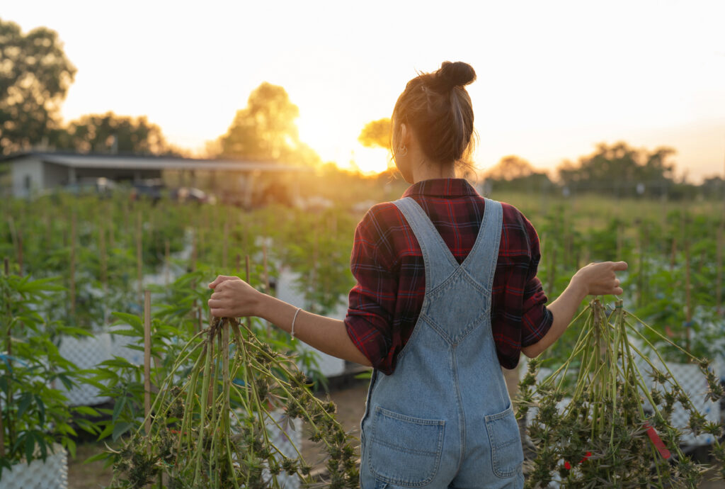 Eine Arbeiterin, die im Freien auf einem Marihuana-Feld, einer Hanf- oder Cannabispflanze arbeitet, verlässt das Farmlabor. Produkt im Labor in Medizin, Gesundheitswesen, Forschung. Natürliche Nahrung. Betäubendes Ganja-Gras. Menschen